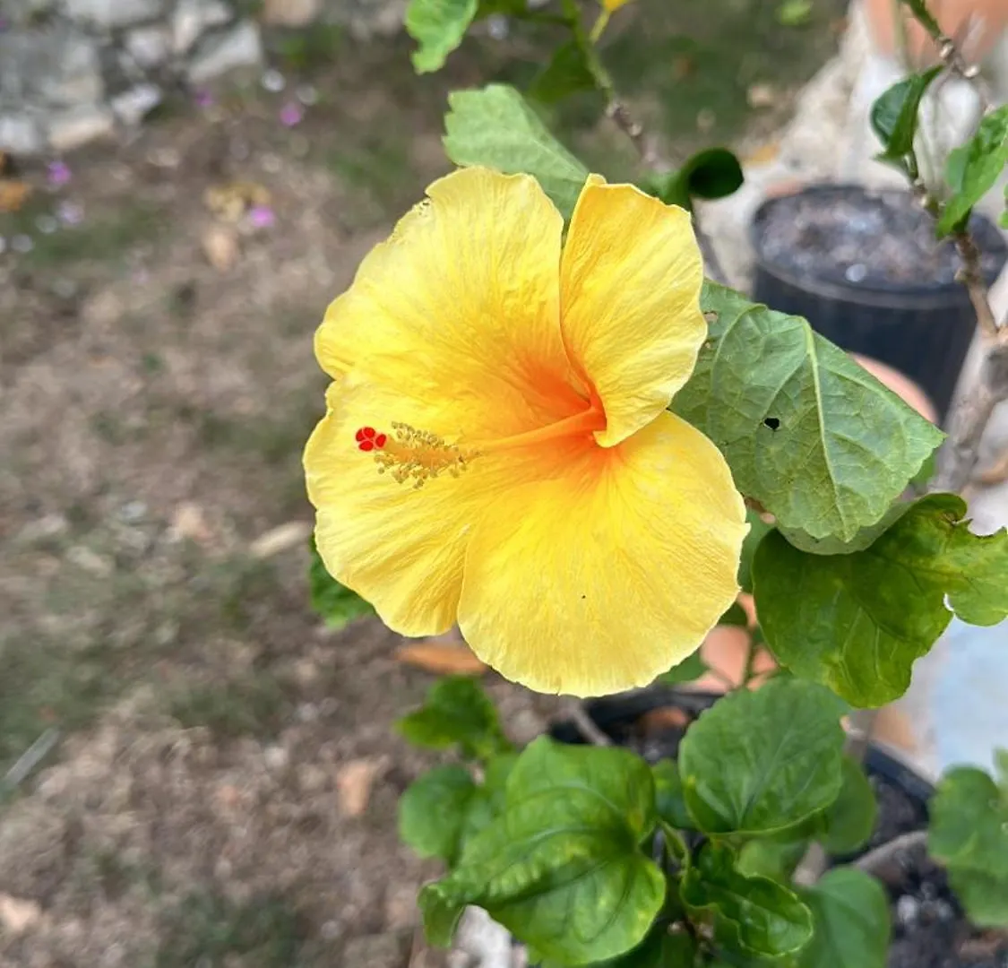 Ecovillalova Camú ドミニカ共和国