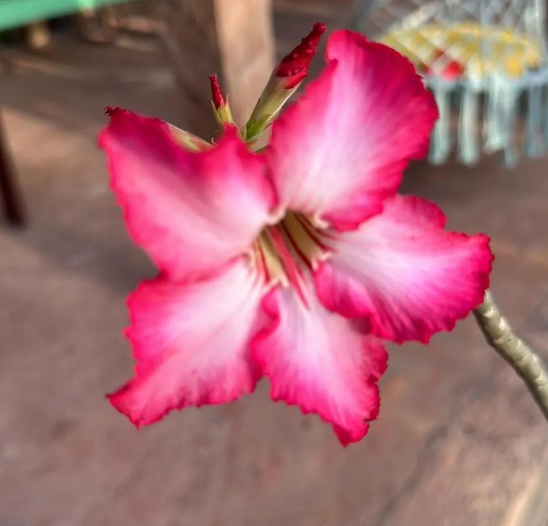 Ecovillalova Camú